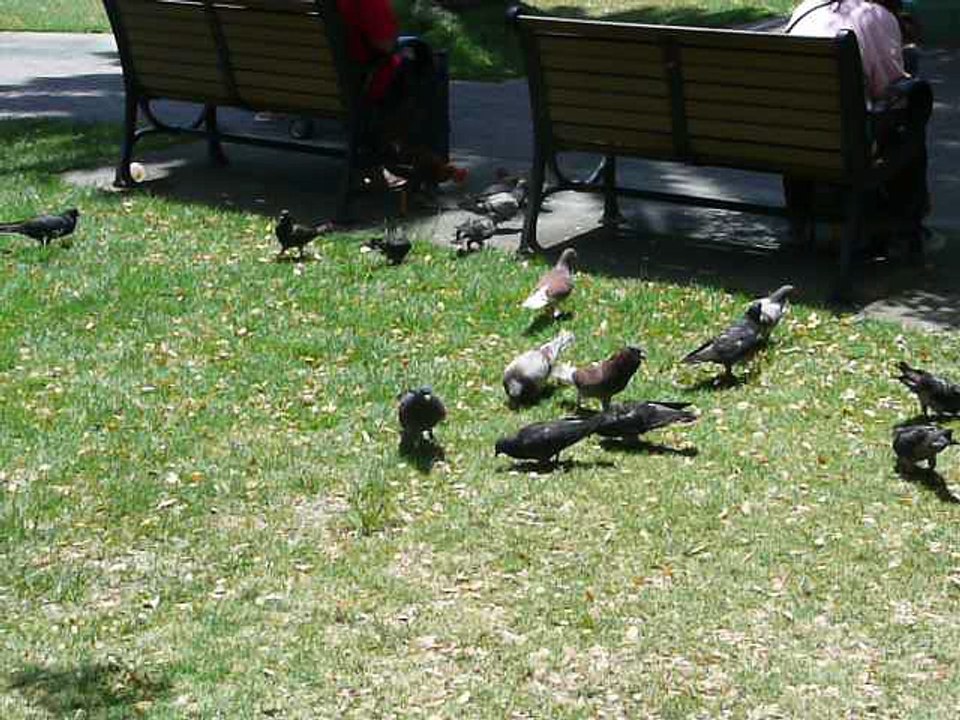 ST. THOMAS 031 P1080297