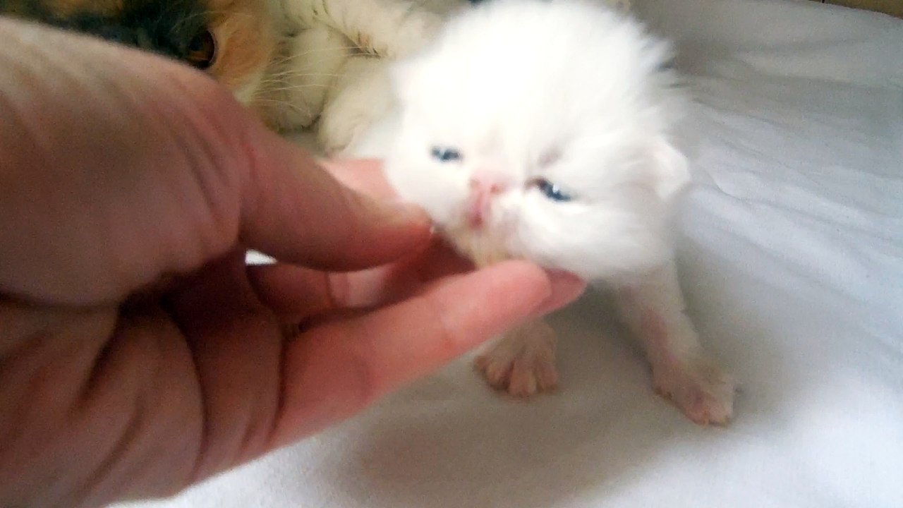 mes bébés 2 semaines et demi