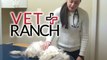 Vet Affaire Emergency Veterinarian by Town and Country Vet Saves Cute Puppies on TLC 2016