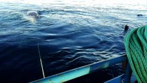 Rescatan a ballena atrapada en el sur de Chile