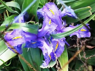 04 O Jesus Christ C'est Toi qui Es