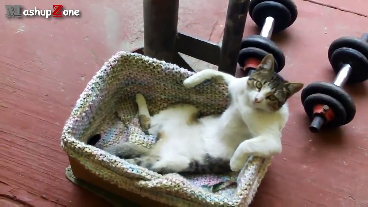 Top 10 Funny Cats Sitting Like Humans Compilation -- NEW HD