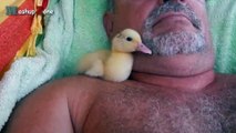 Cute Duckling - A Funny Duck Videos Compilation -- NEW HD