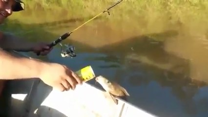 Un poisson veut juste boire de la bière !