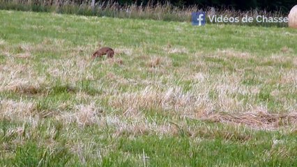 renard a l'approche
