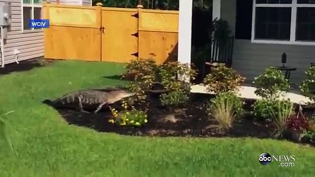 Door-Climbing Alligator Appears To Ring Doorbell in South Carolina