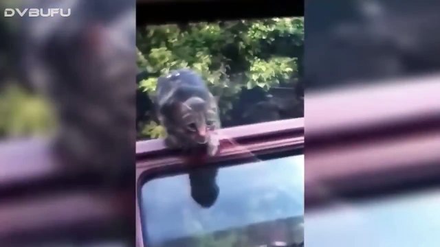 LOS ANIMALES MÁS TORPES (2015) _ Fails y Vídeos de Risa de Animales Graciosos