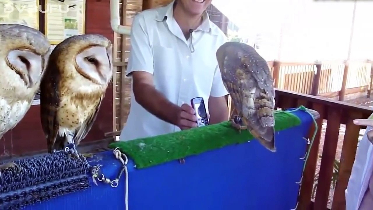 ANIMALES CHISTOSOS Y GRACIOSOS #01 _ Vídeos de risa de animales (Perros, Gatos y animales salvajes)