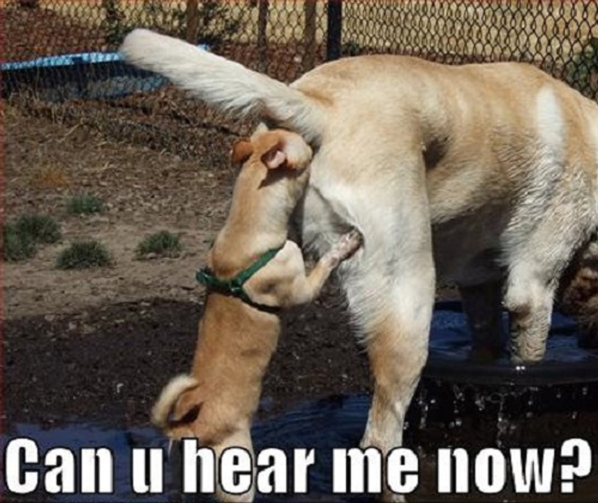 Proof Dogs are the BEST!!!