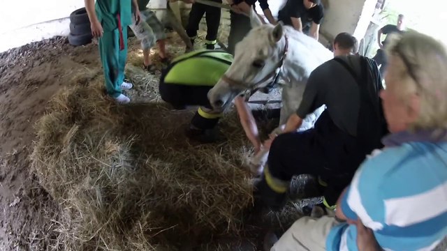 Il trouve sa jument coincée dans un trou et essai de sauver l'animal. Moment éproouvant