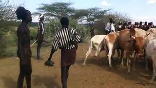 SAUT DE VACHES EN ETHIOPIE