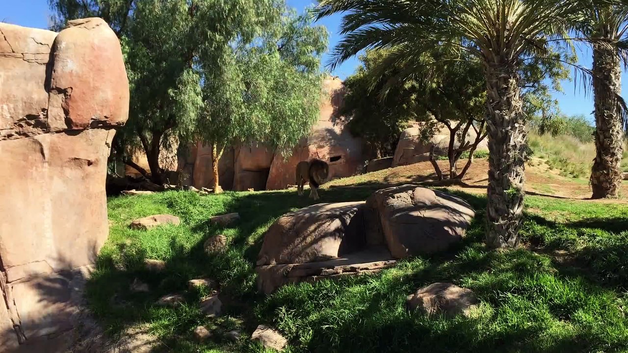 Magnifique lion au zoo de San Diego