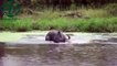 Crocodiles vs buffalo, Crocodiles vs hippo - Wild animals fight to death Crocodile attack prey