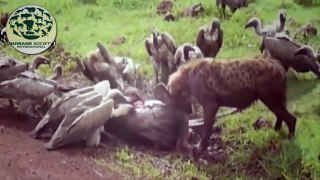 Hyenas Attack Zebra, The real fight of Hyenas attack Buffalo and Antelope