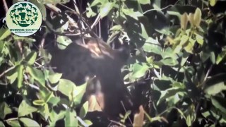 Leopard hunting prey in Africa - Leopard VS Deer