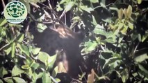 Leopard hunting prey in Africa - Leopard VS Deer