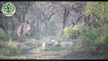 LION vs RHINO - The real fight of Lions and Rhino