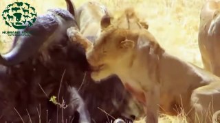 Lions vs buffalo - Crocodile vs Zebra - The real fight of animals attack prey