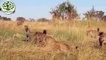 LIONS vs HYENAS - The real fight about Lions attack Hyenas