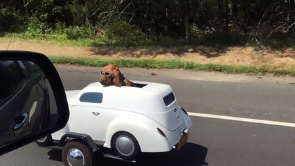 Just a dog living the dream