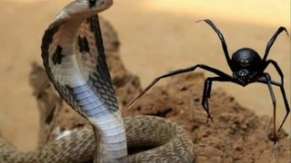 Incridible Fight Snake vs Spider On Real Animal Fight!!