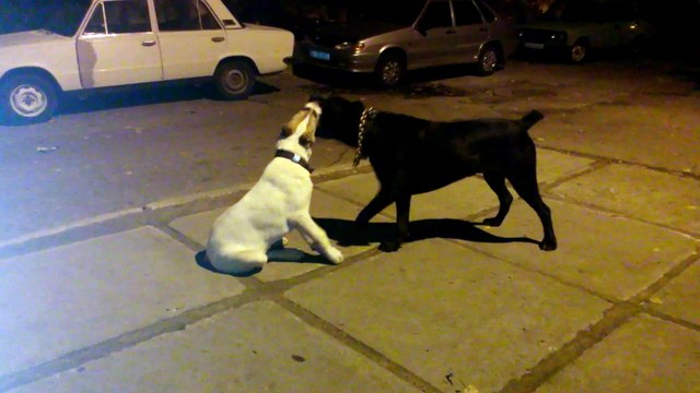 жёсткий бой, Кане Корсо и Алабай, кто кого.