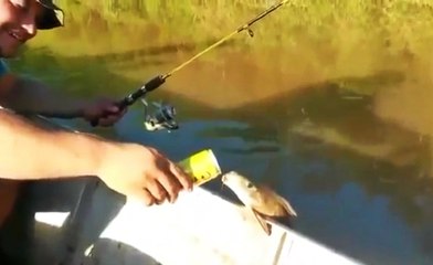 Just a Fish Drinking Beer In Brazil