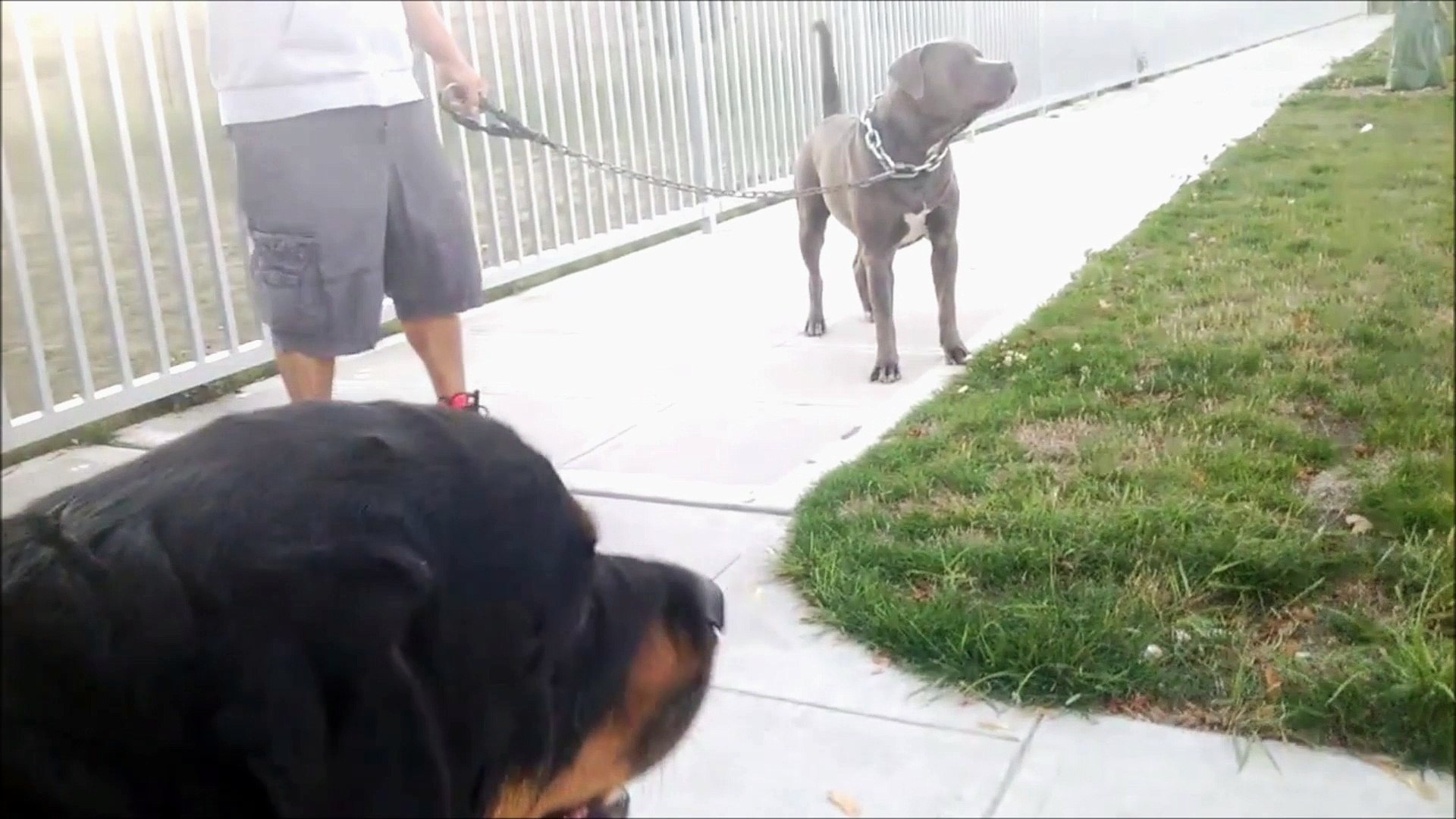 rottweiler fights pitbull