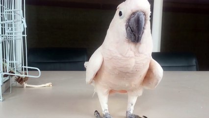 Cockatoo lets out a big FART, but his reaction after? I lost it!