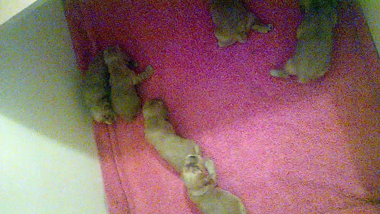 Portée Fanchon de la Petite Pinochère née le 27 avril 2016