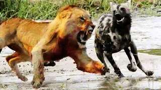 Hyena vs Lions!! Real Brutal Fight Ever!!