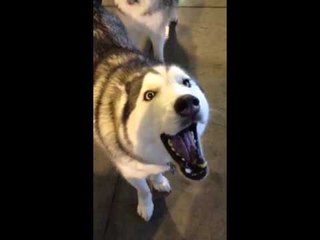 Hilarious Husky Yells Instead of Barking