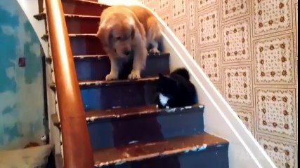 Dog afraid of cats
