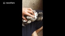 Tickling a newborn husky puppy is adorable