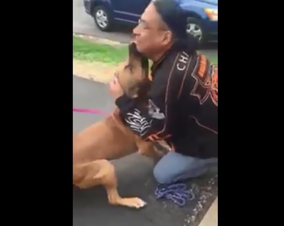 Un chien volé pendant deux ans devient fou en retrouvant son maitre