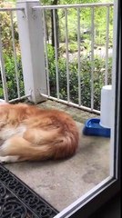 Ce petit oiseau dérobe des poils à ce chien endormi pour construire son nid !