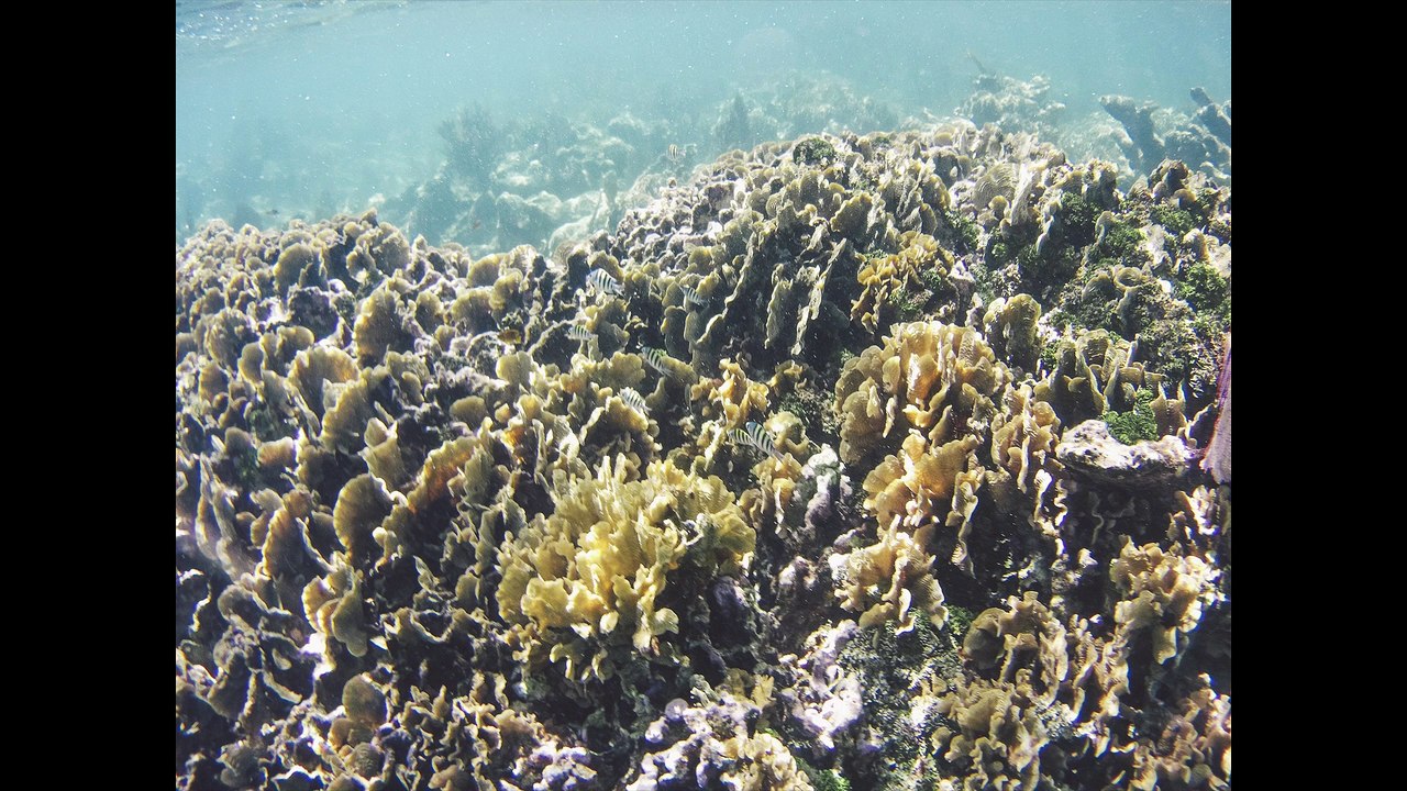 Snorkeling the Cayos Cochinas in Honduras