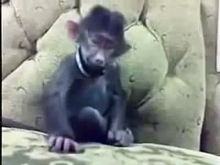 Worlds Funniest Monkey - Laughing very much cute - Very Funny Monkey bitch