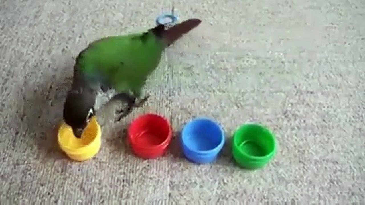 Intelligent parrot selecting colour awesome: