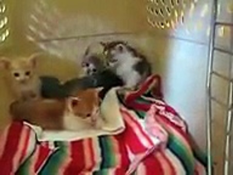 Koko Gets a Kitty Visit