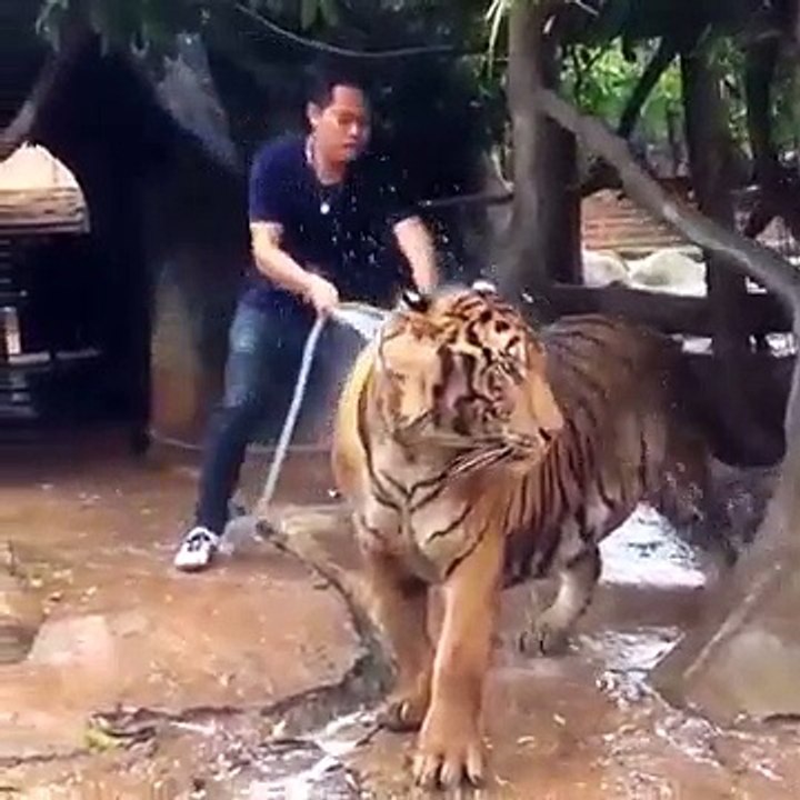 He shawering the tiger: