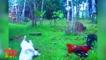 Pato vs 2 gallos de pelea _ fight roosters vs Duck _ 2016