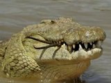 Os ferozes Crocodilos do Nilo e Marinho! Crocs! Crocodiles!!!