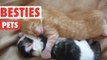 Adorable BFF Pets Compilation 2016