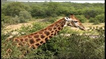 African Wildlife HD Part 1 - South Africa Kruger Park 24 - Travel Channel