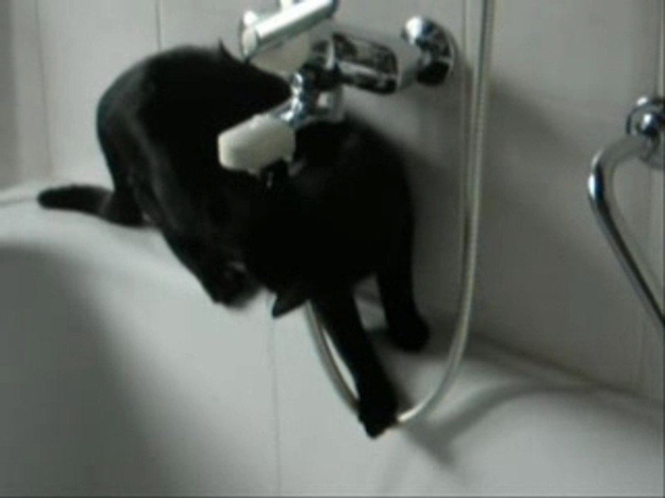 Mia, ma petite chatte