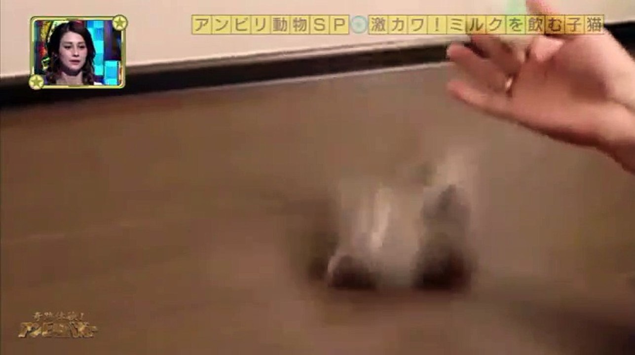 奇跡体験!アンビリバボー　胸キュン動物SP (5月12日)