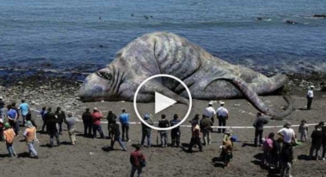 Detecting determine sea monster washed ashore