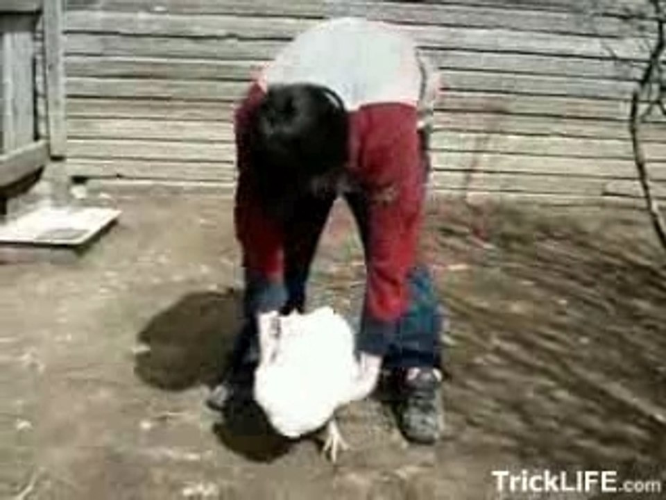 How to put a chicken to sleep