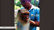 Rescue Group Finds Terrified Macaque In Narrow Metal Tube